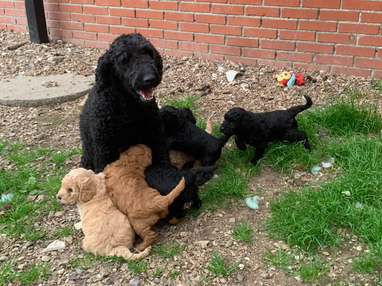Billede 20 - Mini Golden Doodle F1B babyer 