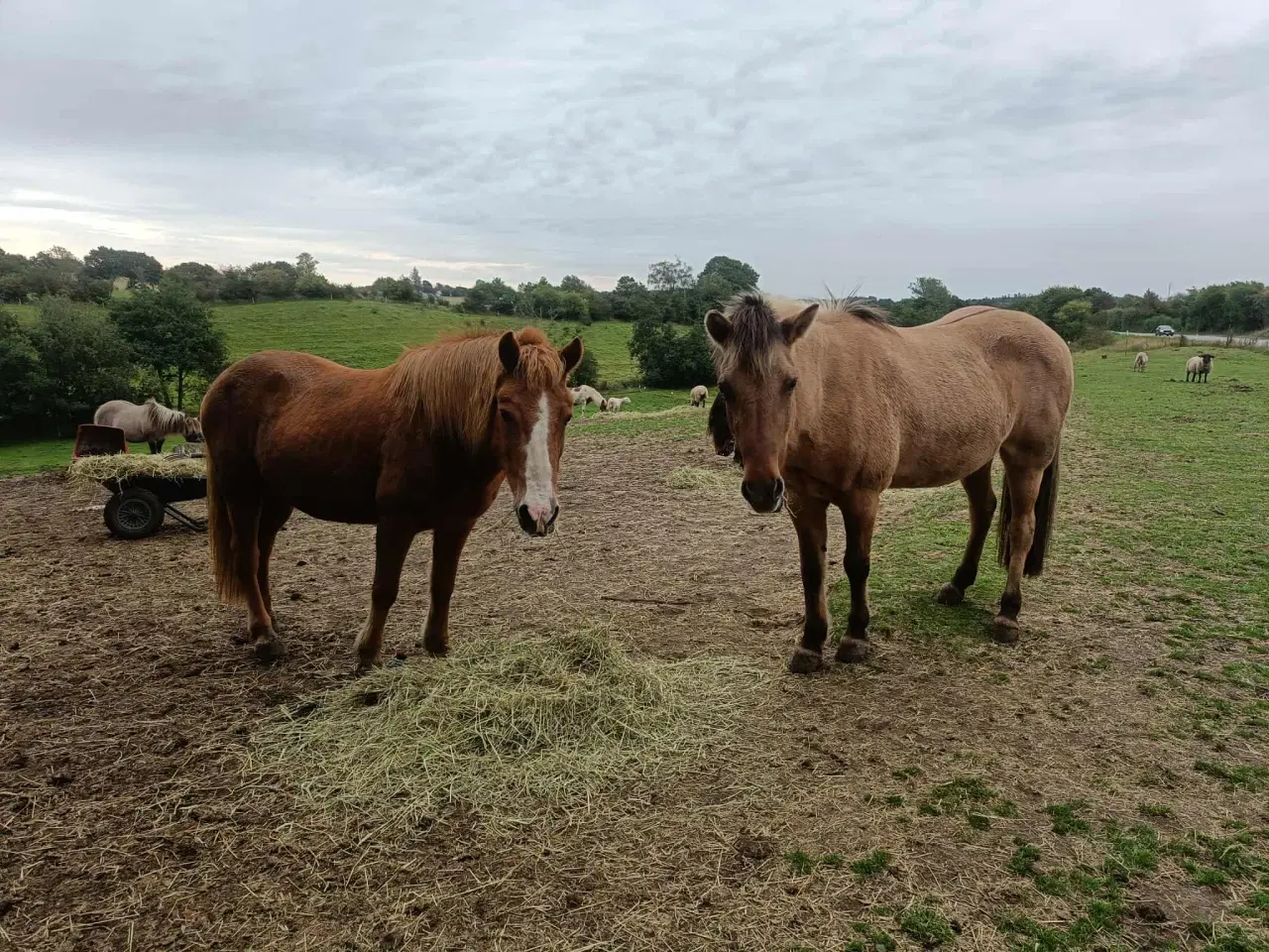 Billede 3 - Hygge/selskabshest søger kærligt hjem