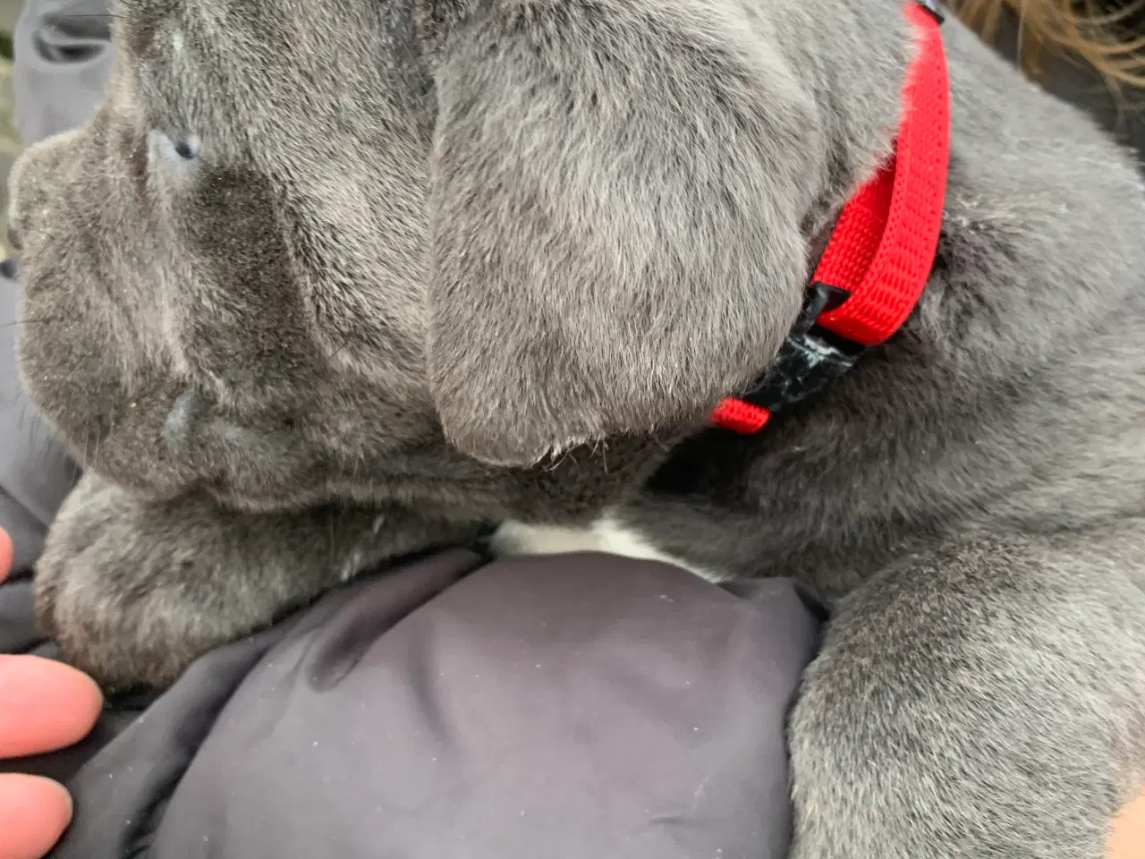 Billede 4 - Cane Corso Italiano hvalpe 