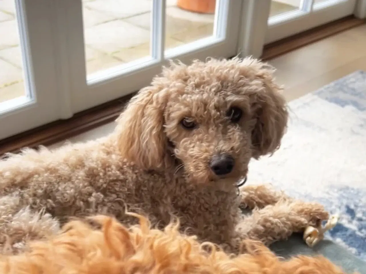 Billede 9 - Maltipoo hvalpe