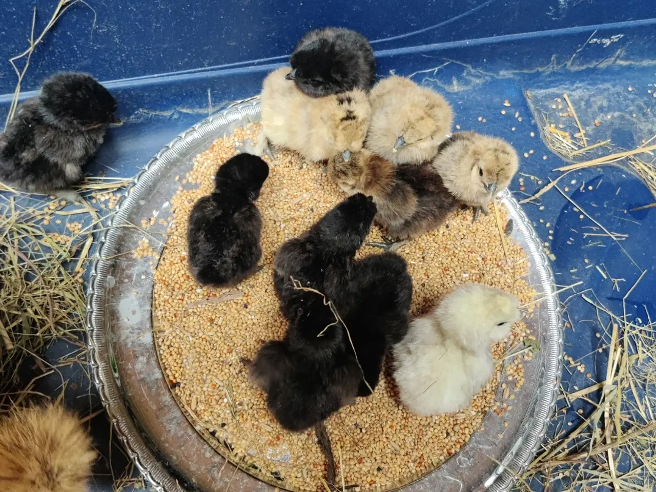 Billede 2 - Dværg silke/daggamle kyllinger 