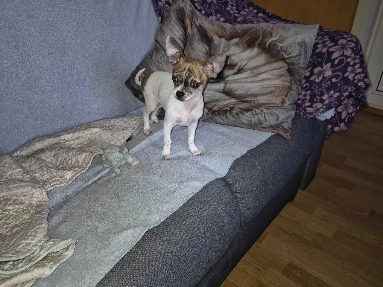 Billede 3 - chihuahua 