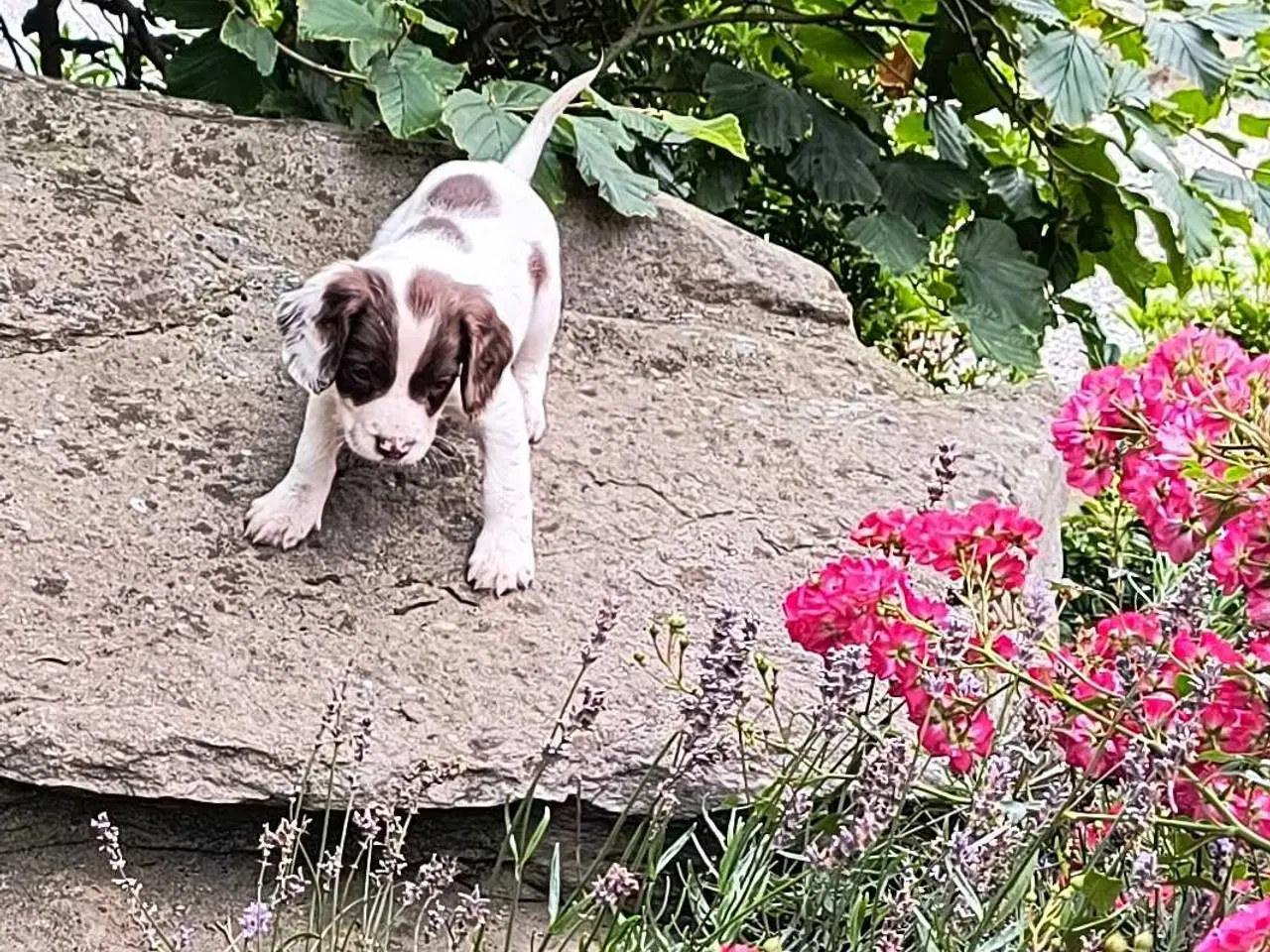 Billede 1 - FT Springer spaniel