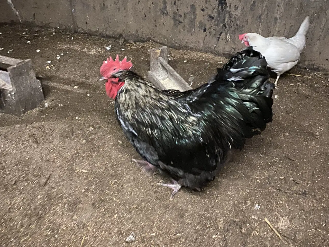 Billede 5 - Rugeæg fra fritgående høns 