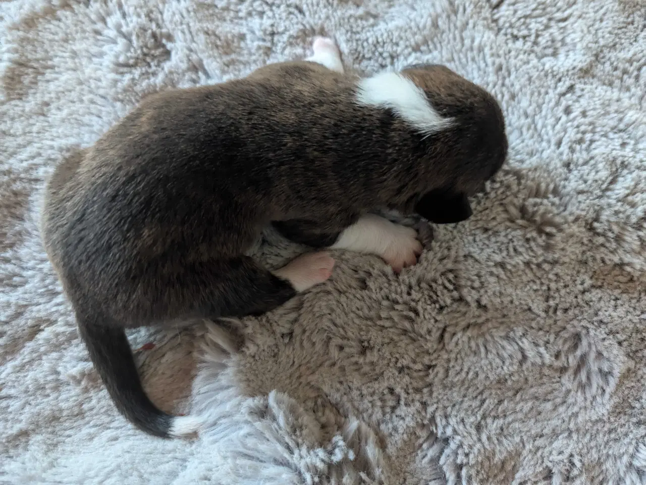 Billede 6 - Blandingshvalpe corgi mix