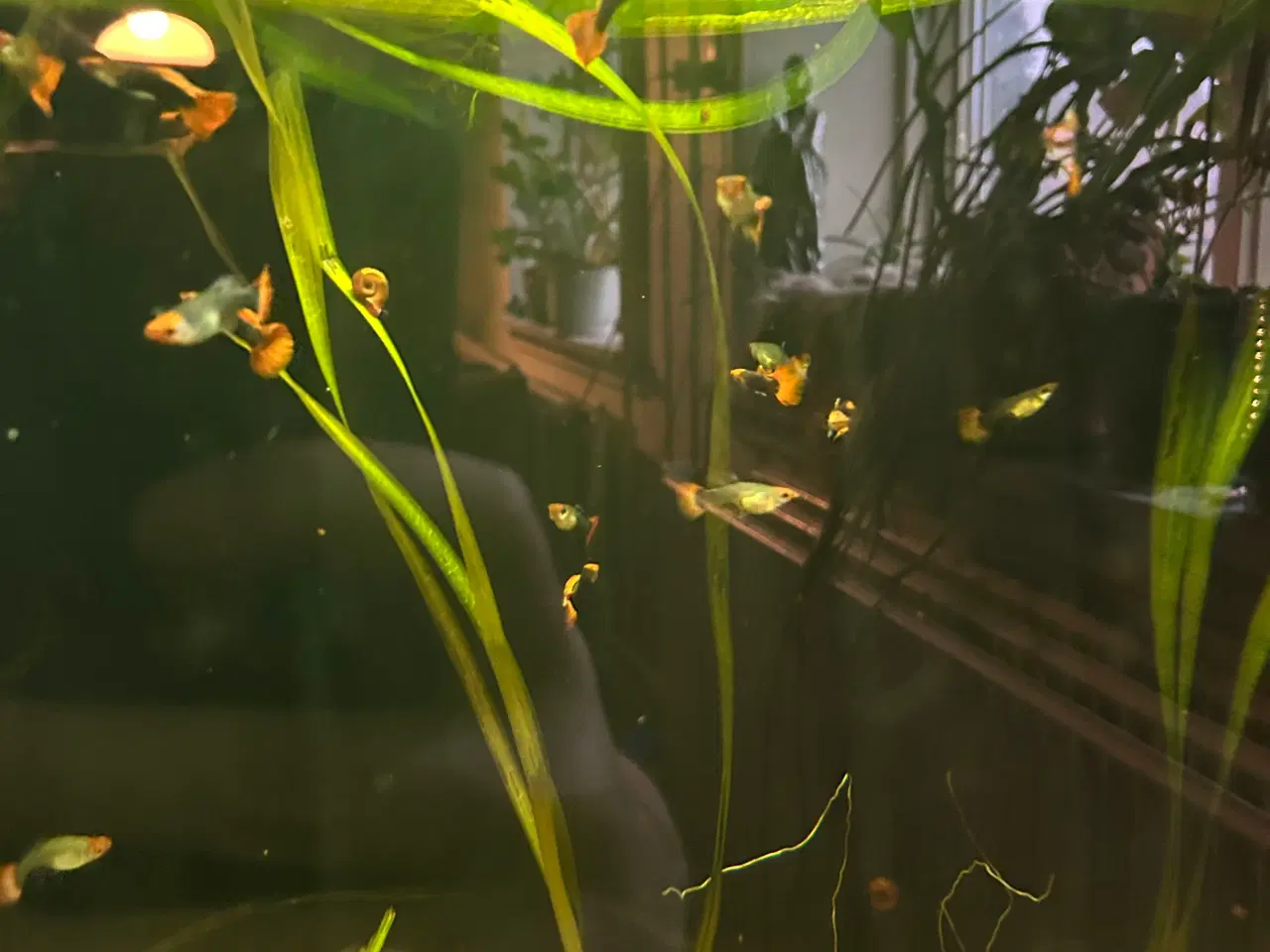 Billede 7 - ❤️🐟 Rednose Dumbo Guppy – Smuk Kontrast