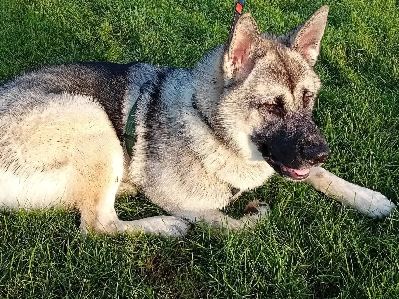 Billede 9 - Hund søger ny hjem 