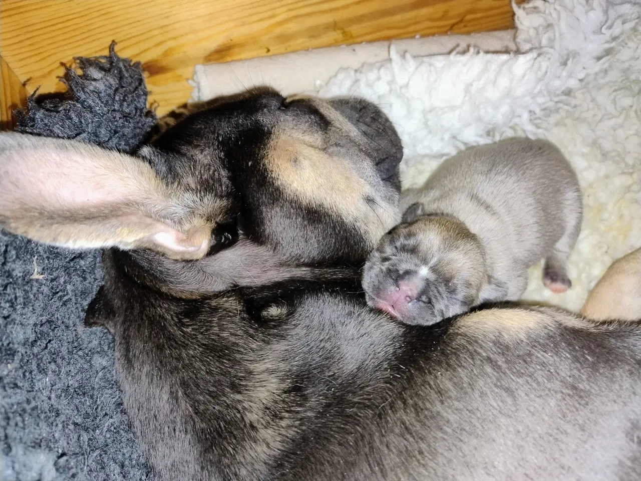 Billede 1 - Fransk Bulldog Hvalpe