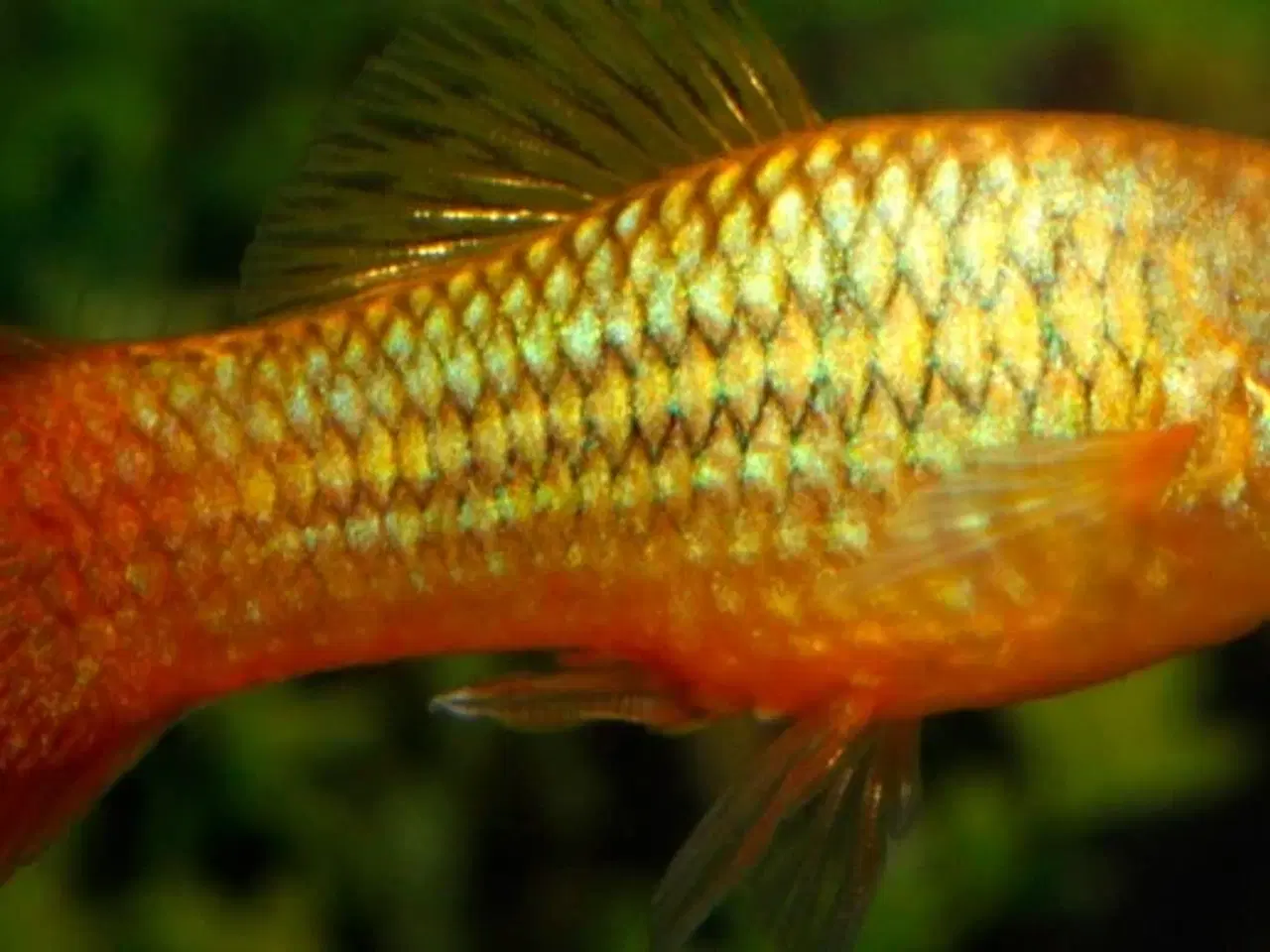 Billede 1 - Indianerplaty par