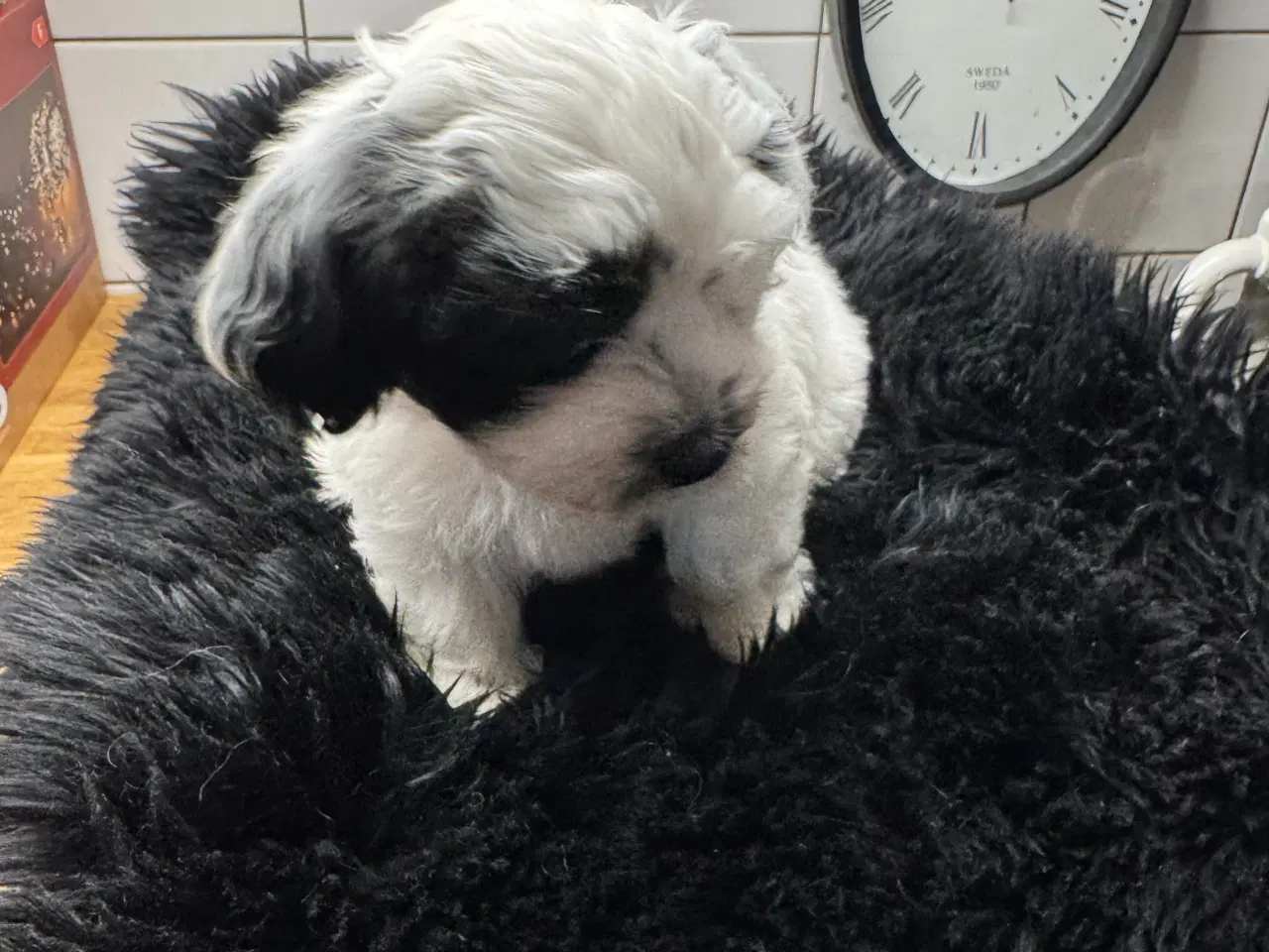 Billede 7 - Bichon Havanais. 