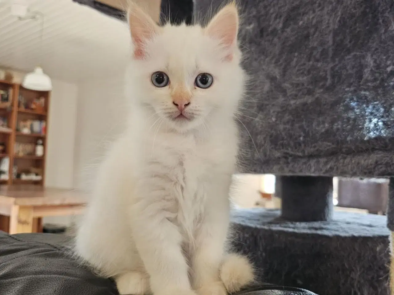 Billede 2 - Hellig birma/ragdoll blandinger 