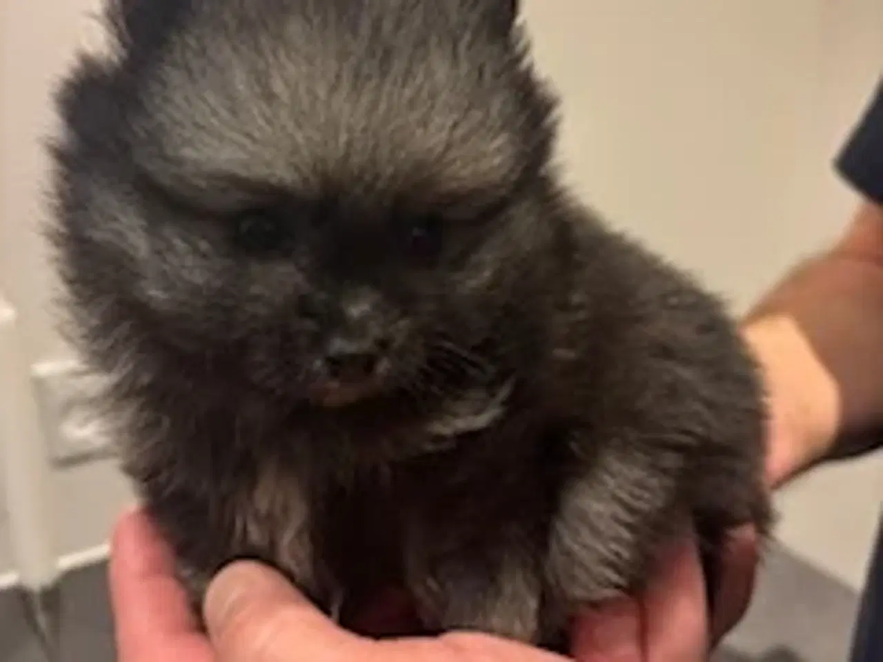 Billede 4 - Pomeranian hvalpe