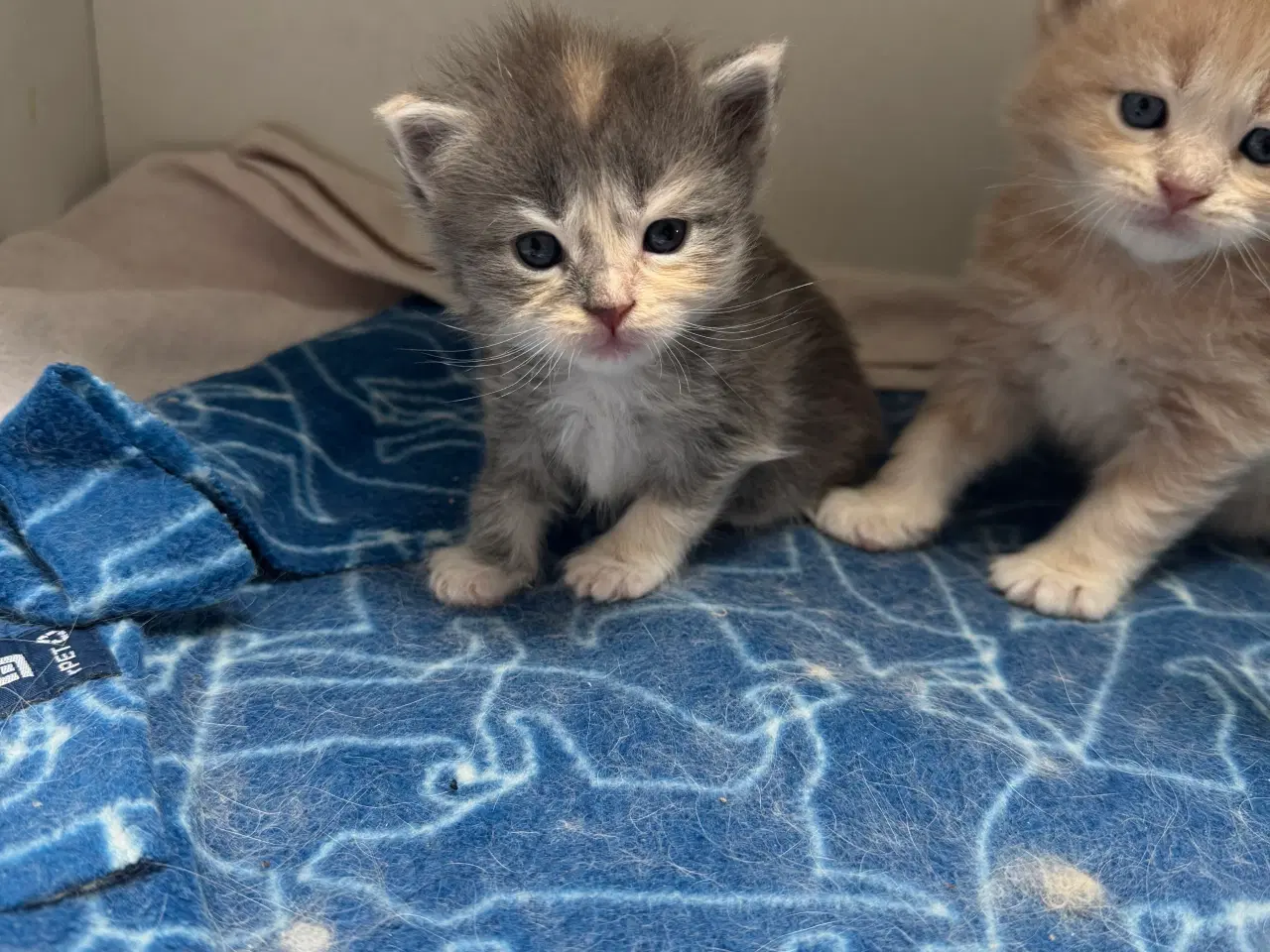 Billede 3 - Maine Coon killinger sælges 