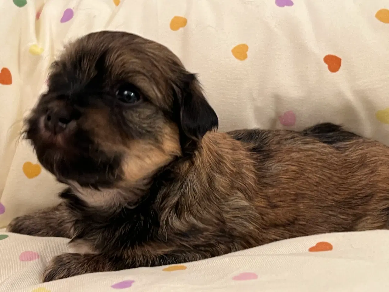 Billede 3 - 💕Skal Wilma være din 💕