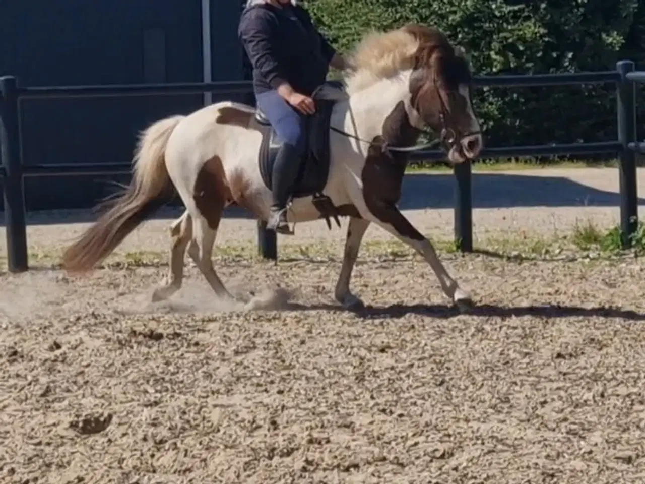 Billede 3 - Islænder hoppe som kan rides af børn