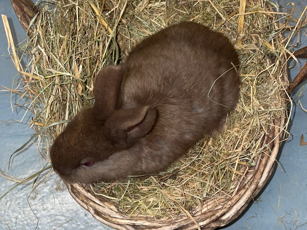 Billede 9 - Kaniner 