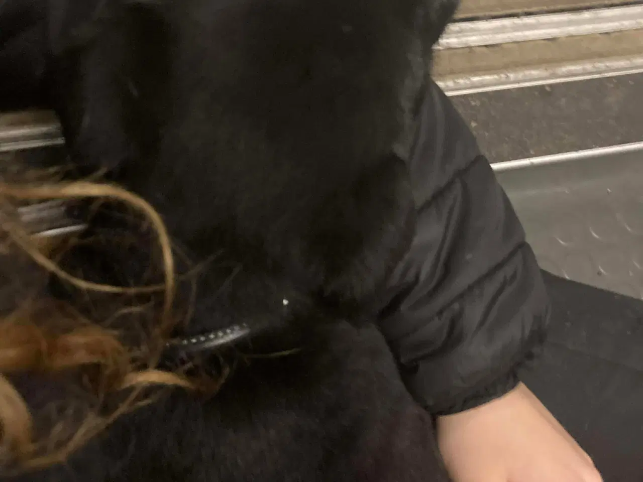 Billede 15 - Rottweiler/schæfer hvalp