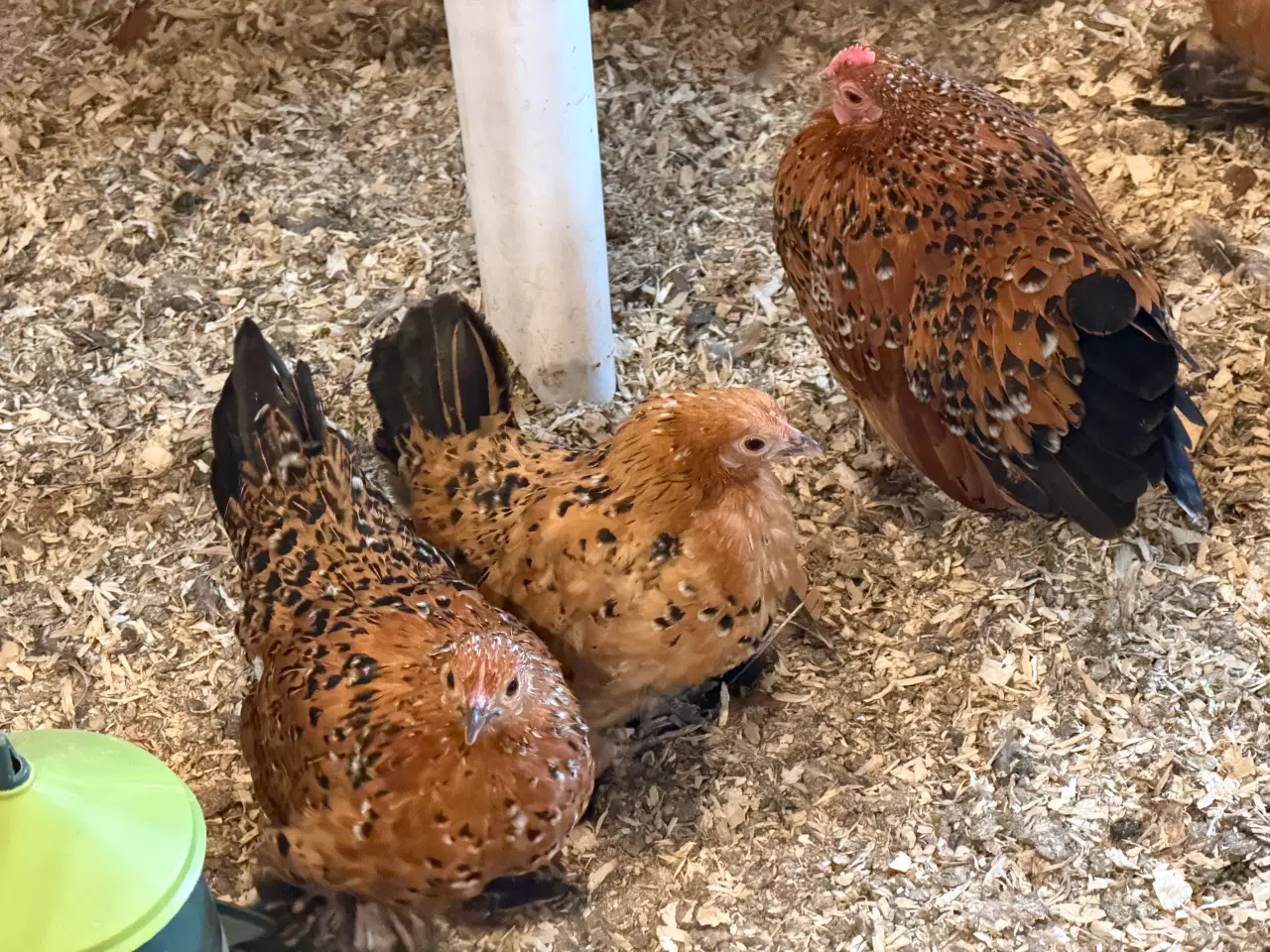 Billede 1 - Små dværghøner 