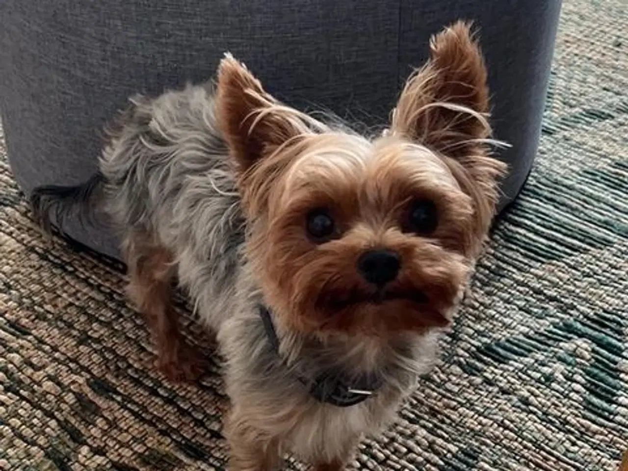 Billede 7 - Yorkshire Terrier