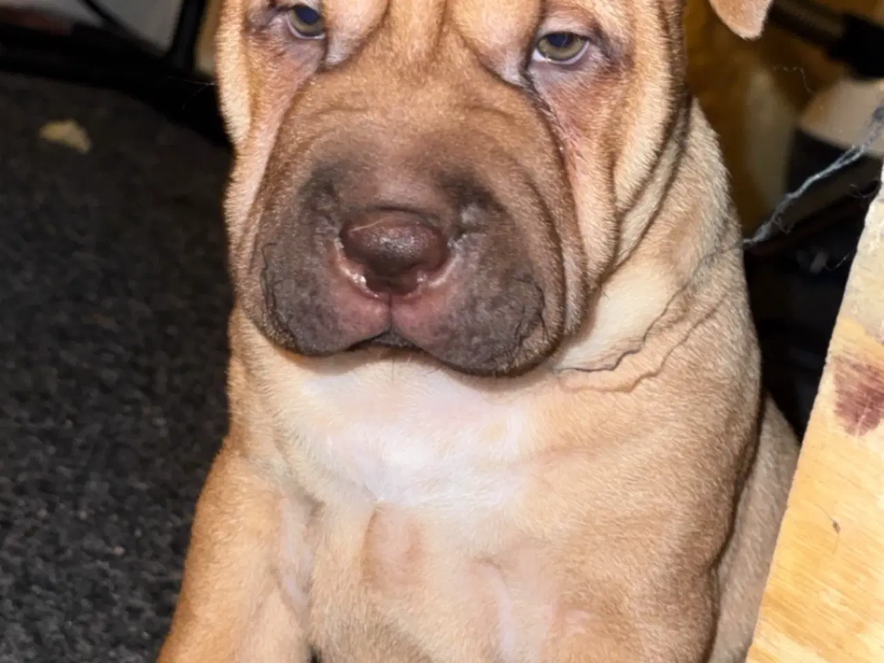 Billede 1 - Sharpei/Engelsk Staffordshire Bullterrier