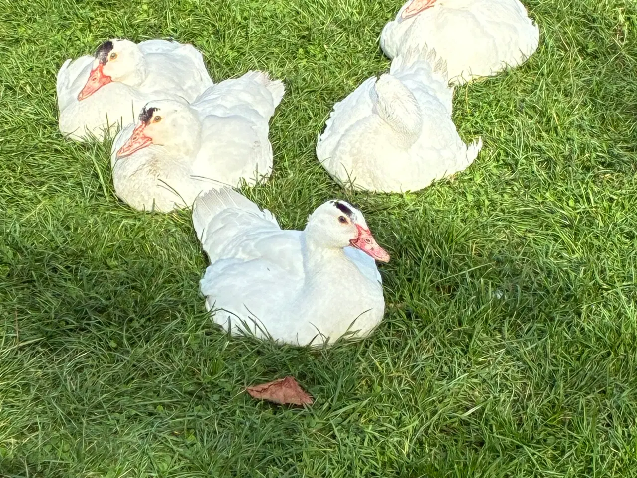 Billede 4 - Moskusænder