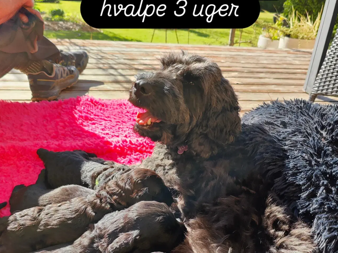 Billede 6 - Cockerpoo Havapoo mix 
