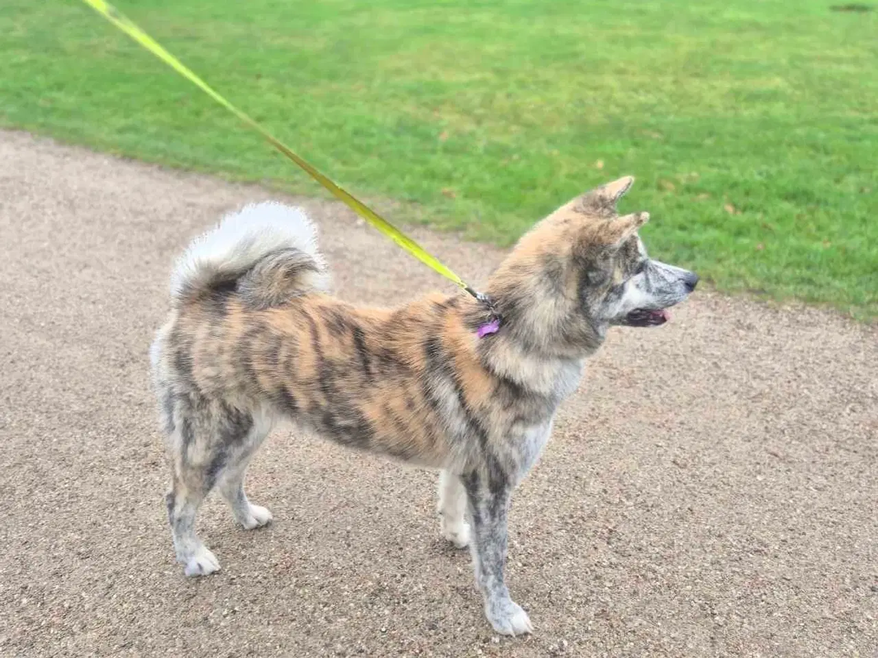 Billede 3 - Japansk Akita 
