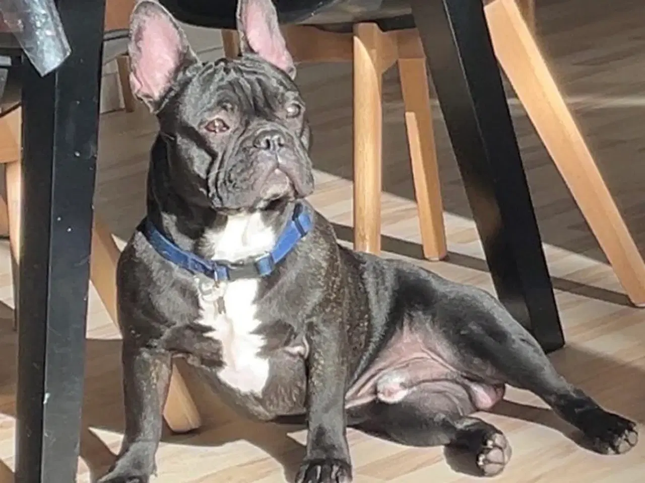Billede 4 - Fransk bulldog hvalp