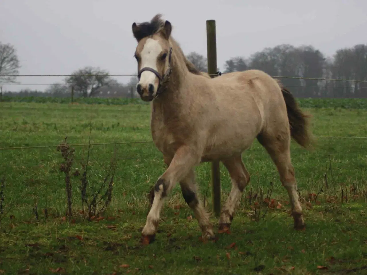Billede 1 - Top charmerende hingsteføl