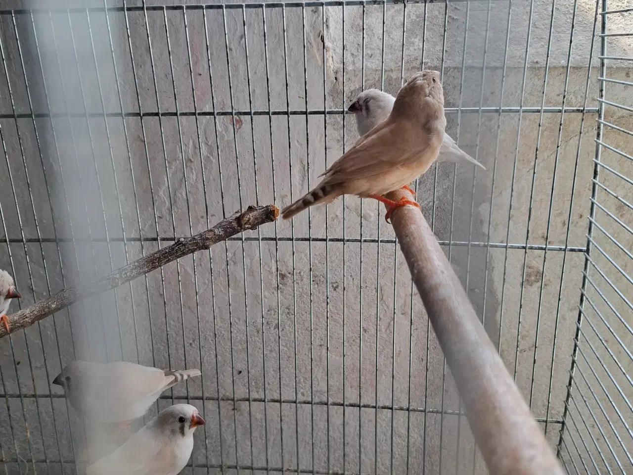 Billede 3 -  Zebrafinker unger 