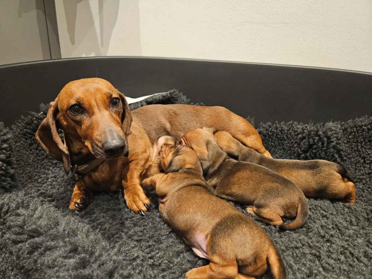 Billede 5 - Gravhundehvalpe 