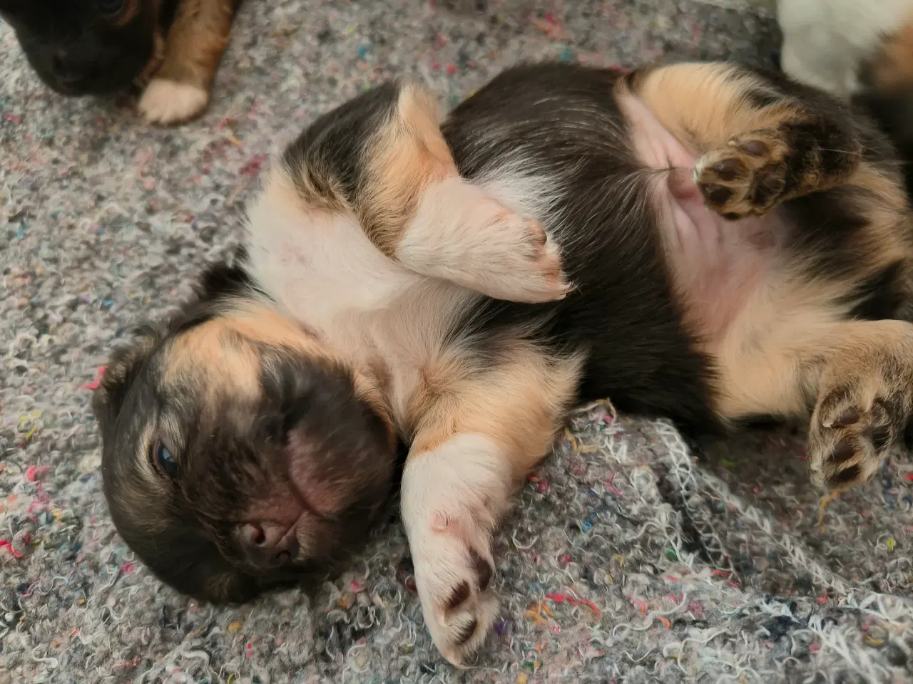 Billede 3 - Langhårede Chihuahua hvalpe 