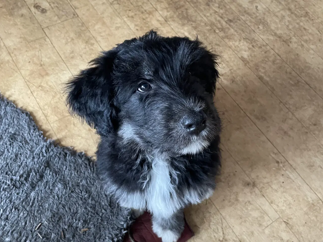 Billede 1 - Golden Doodle & Alaskan Malamute Hvalpe