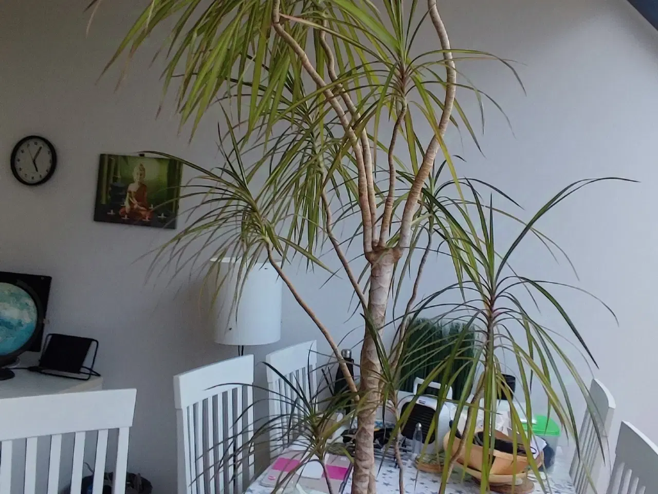 Billede 6 - Dracaena, Stueplante