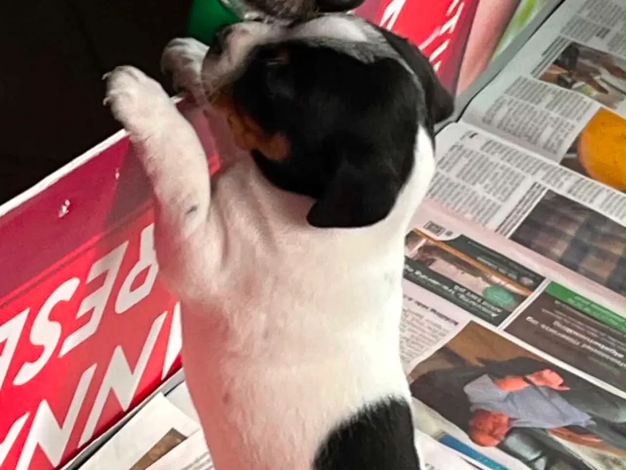 Billede 3 - To Dansk Svenske Gårdhunde hvalpe sælges