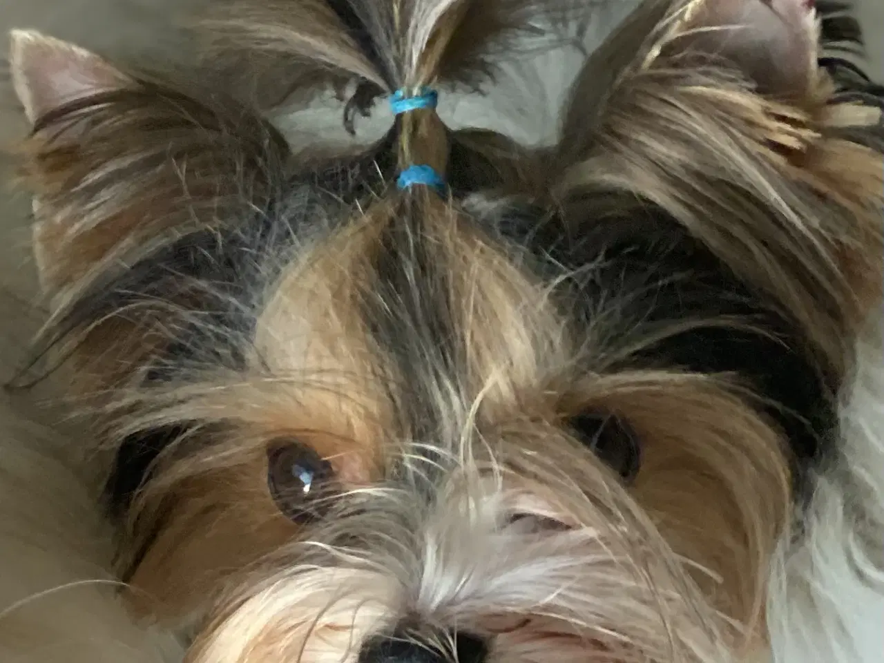 Billede 7 - Biewer til kærligt hjem - gerne pensionister