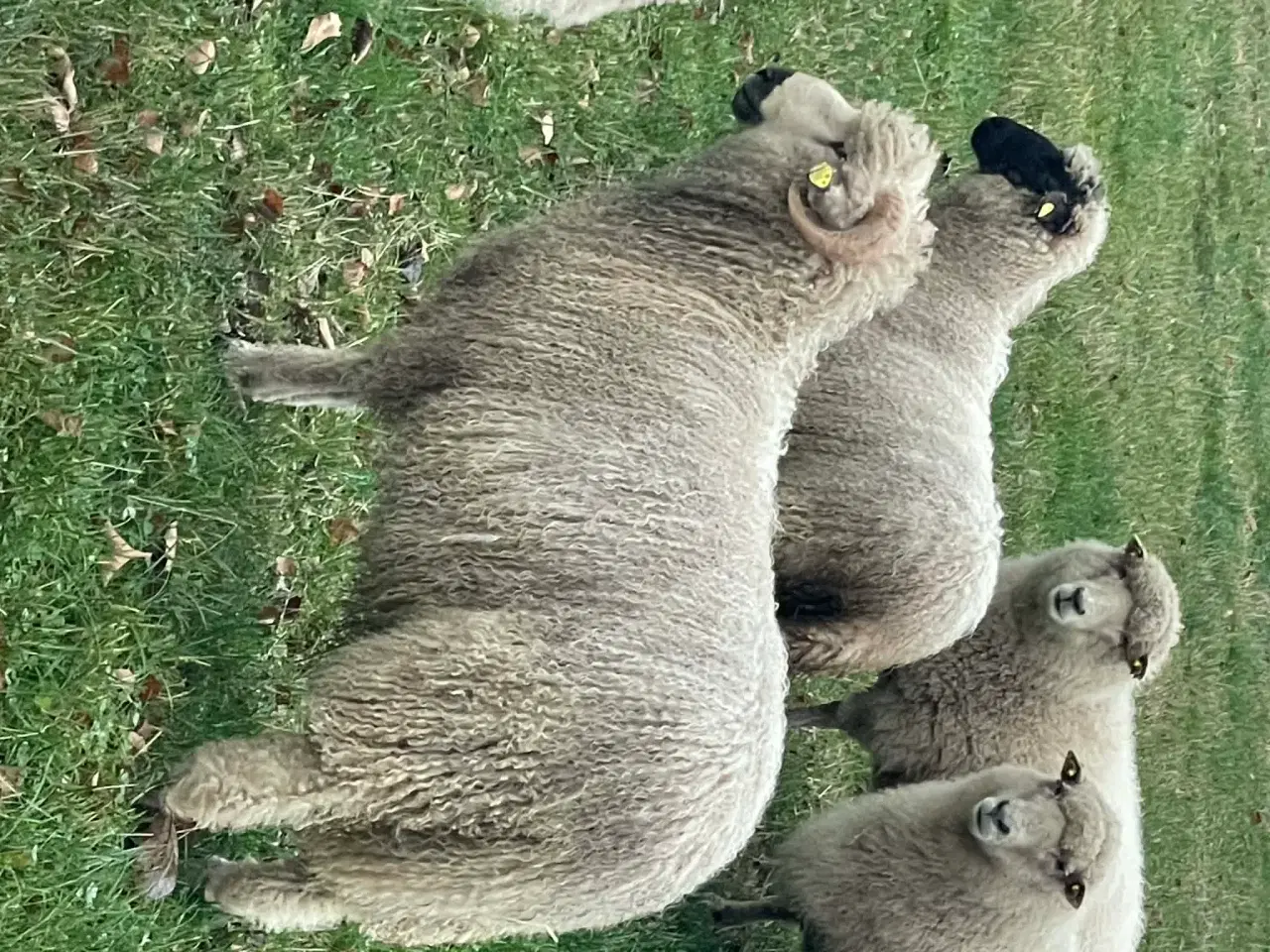 Billede 1 - Valais Blacknose, vædderlam