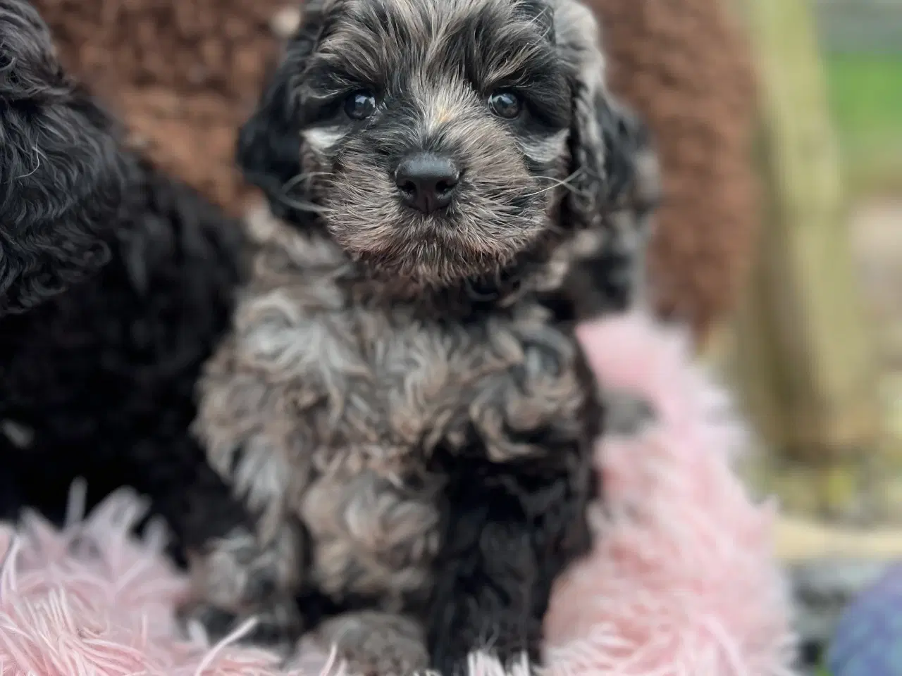 Billede 5 - Merlefarvet Cockapoo 