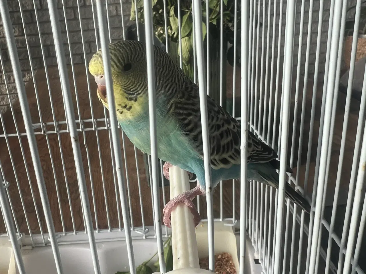 Billede 2 - Fuglebur og en undulater