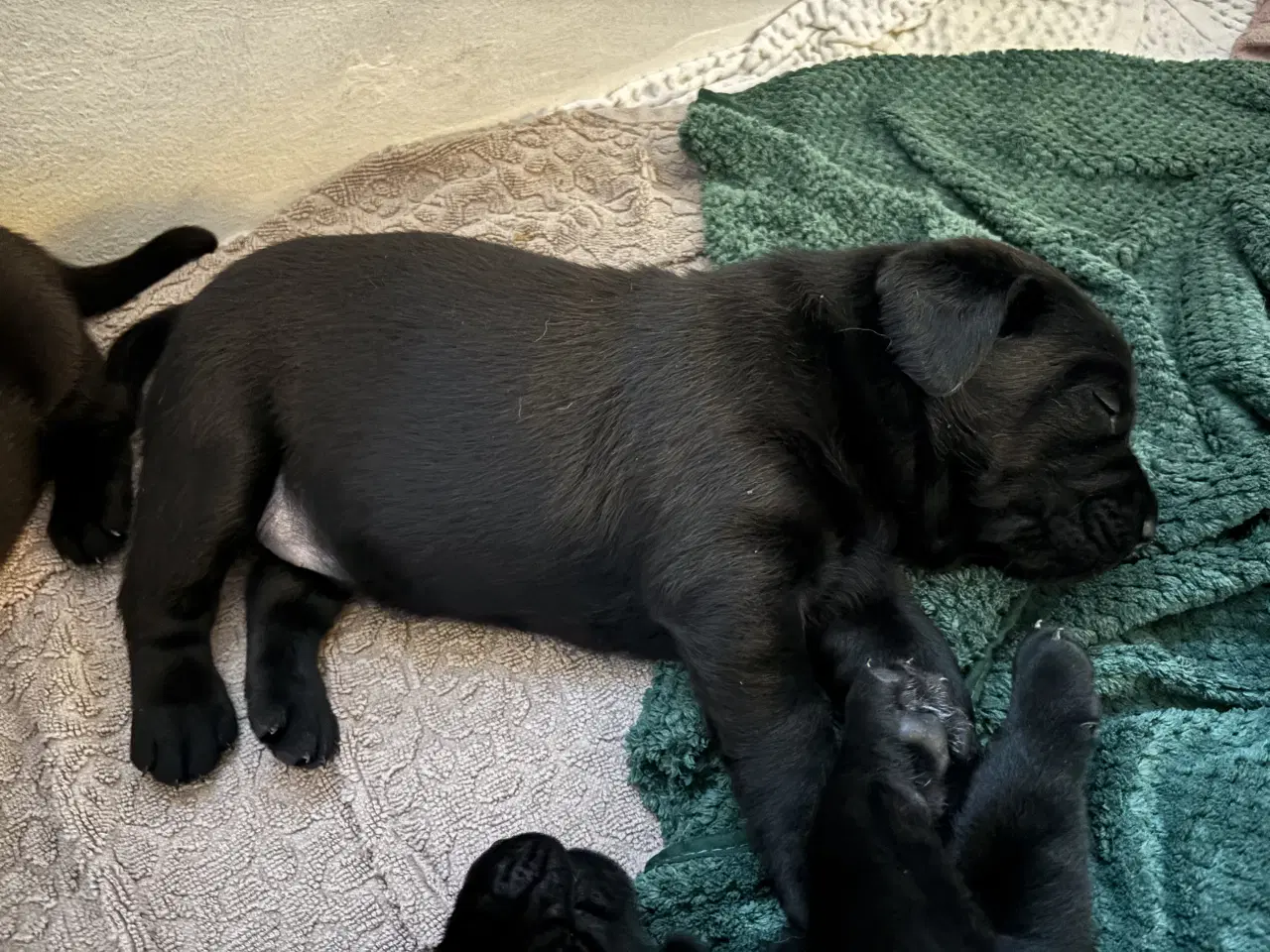 Billede 7 - Labrador hvalpe