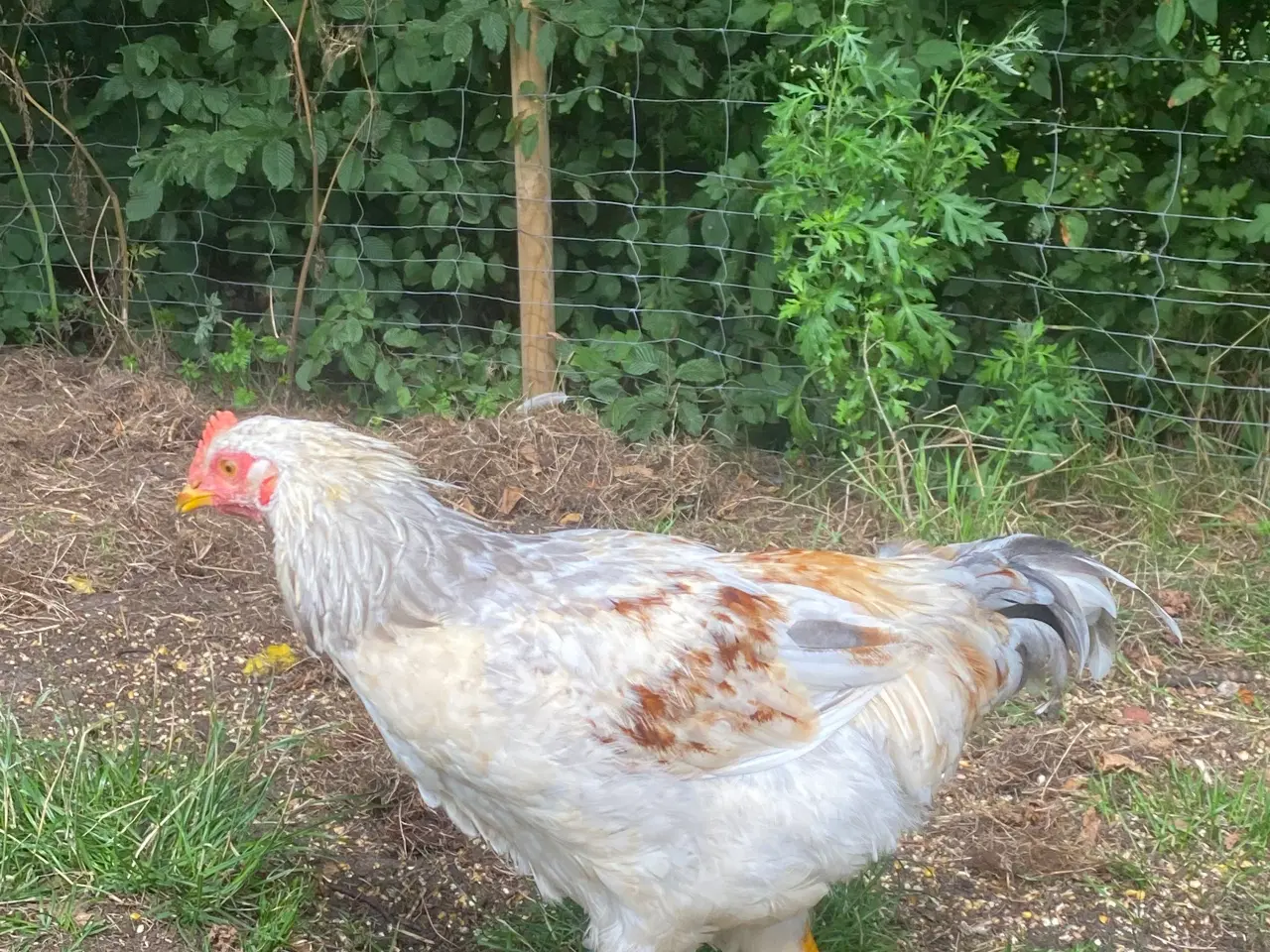 Billede 6 - 🐓 Smuk Svensk Blomsterhane søger nyt hjem 🌼 