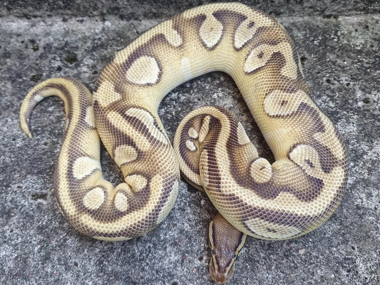 Billede 3 - Kongepython morfer 2024/25