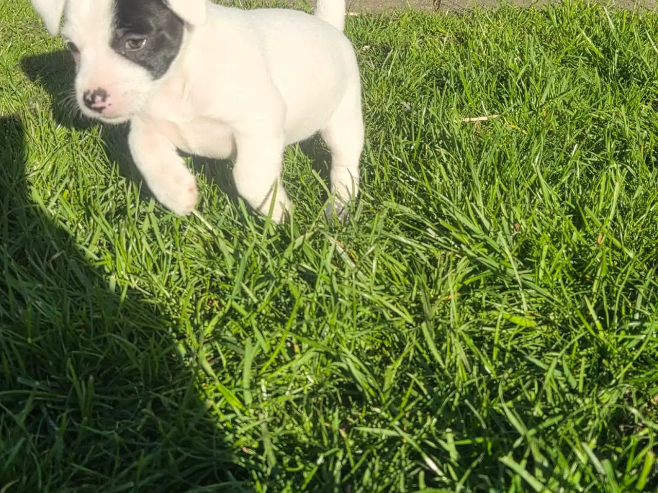 Billede 6 - Jack Russell Terrier hvalpe 