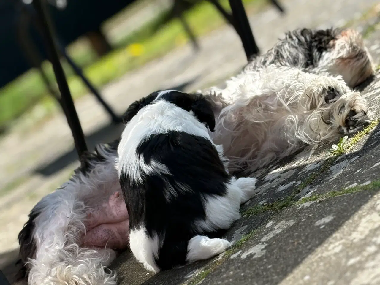 Billede 6 - Skøn shih tzu/malteser han er klar til nyt hjem