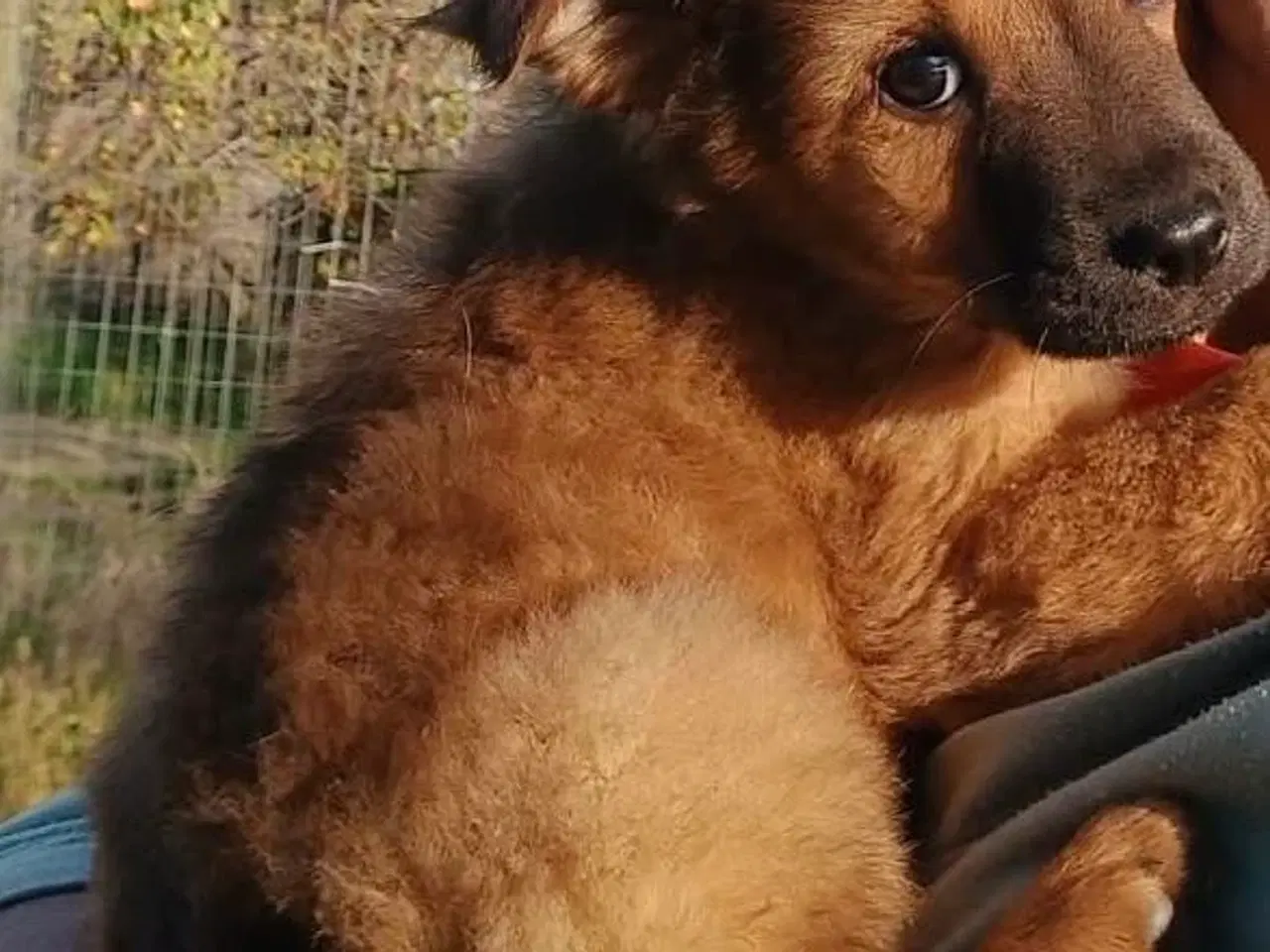 Billede 7 - Lille Rie leder efter sit 4-ever hjem 🏡