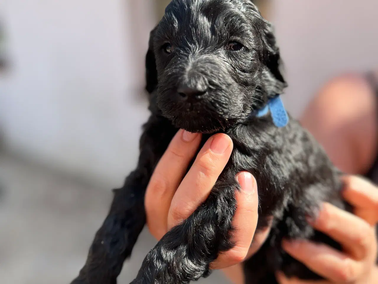 Billede 10 - Goldendoodle hvalpe 