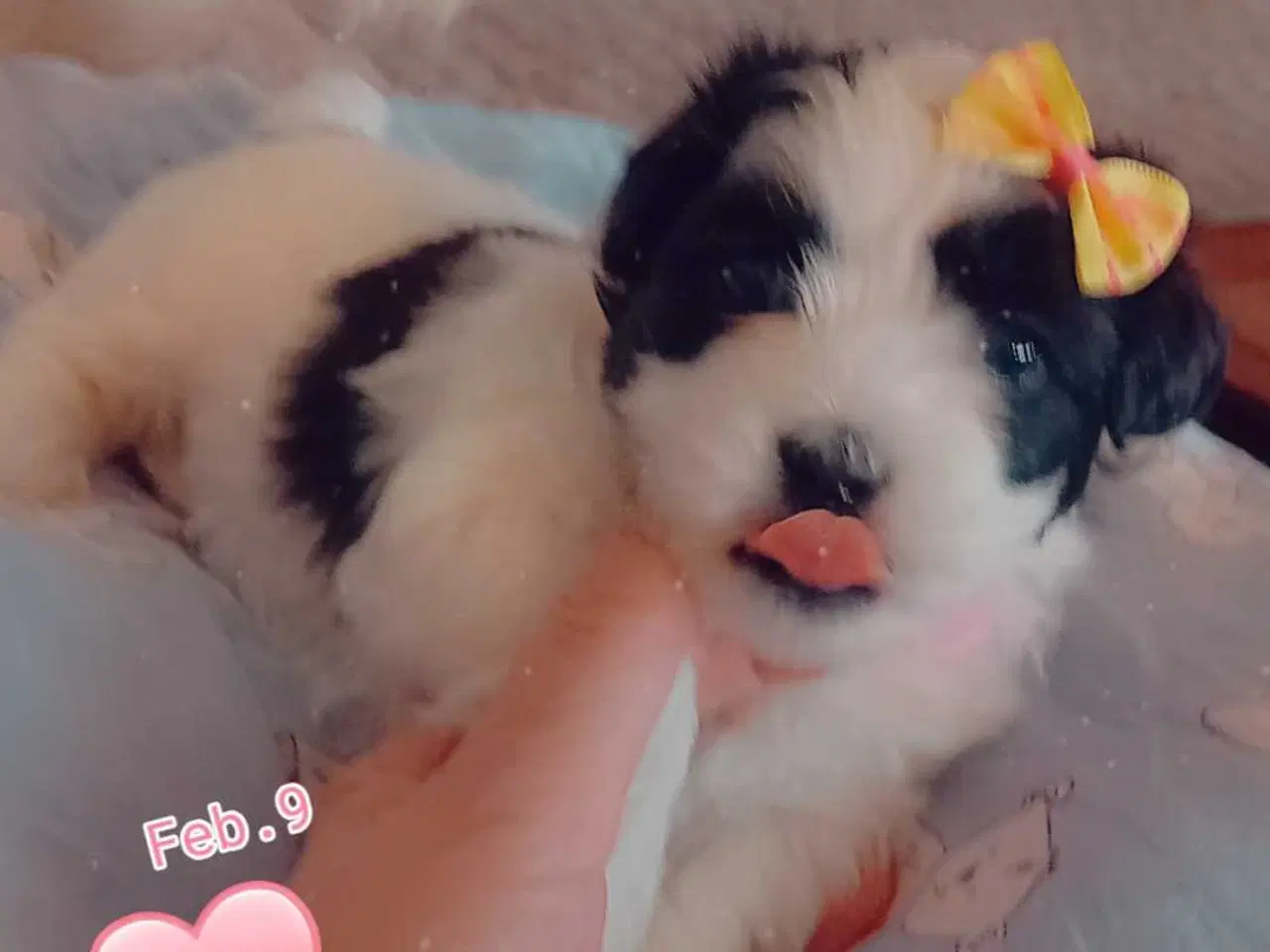 Billede 4 - Cotonese Hvalpe 