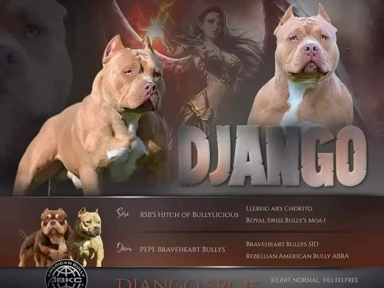 Billede 1 - American bully pocket han til avl