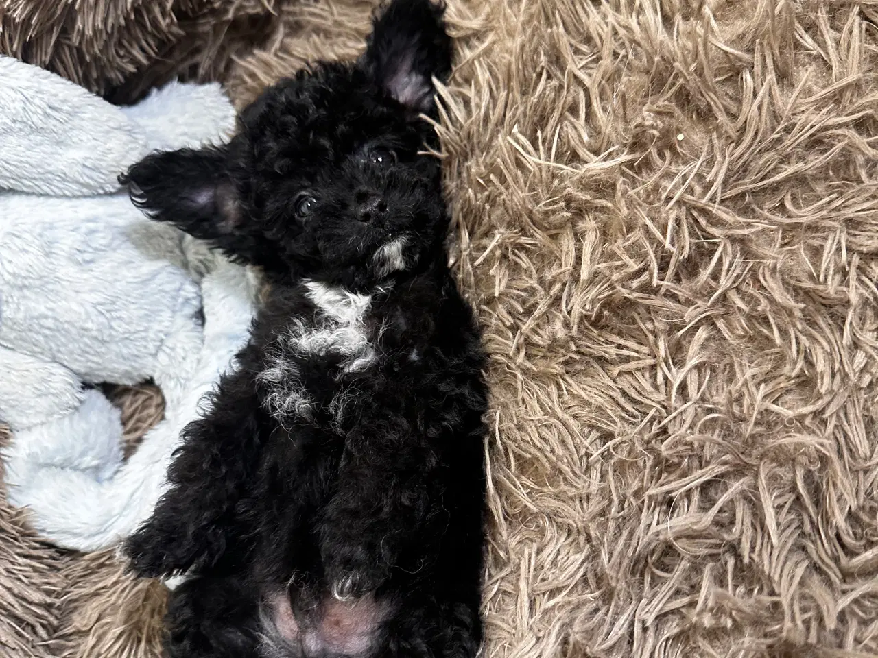 Billede 16 - Cavapoo F2B