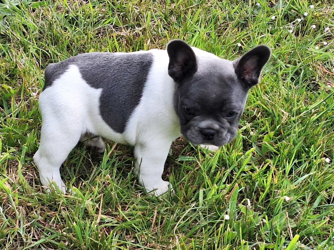 Billede 3 - Fransk bulldog hvalpe